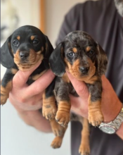 Beautiful Dachshunds puppies for sale
