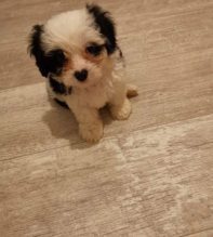 Beautiful havanese puppies