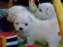 Beautiful Maltese puppies ready to go.
