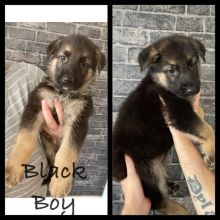 Chunky German shepherd puppies for Adoption.. !!!!