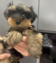 Cute Yorkshire Terrier puppies ready for loving homes