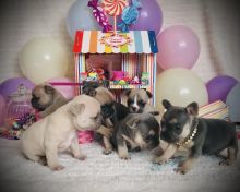 French bulldog puppies ready for loving homes.