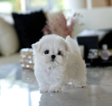 KC Registered Maltese Puppies