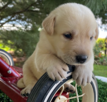 Labrador Puppies available for sale