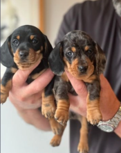 Miniature Dachshund puppies for sale