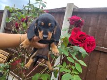 Miniature Dachshund puppies (Smooth Haired)