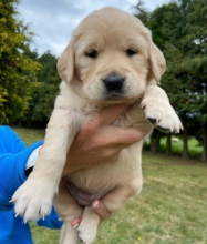 My Gorgeous Golden Retriever Puppies