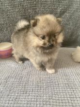 Pomeranian Puppies Looking for Forever Homes
