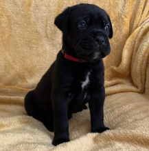 Stunning cane corso puppies