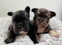Stunning French Bulldog puppies in ready for loving homes.