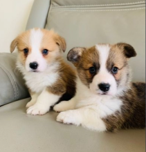 Welsh Corgi Pembroke puppies