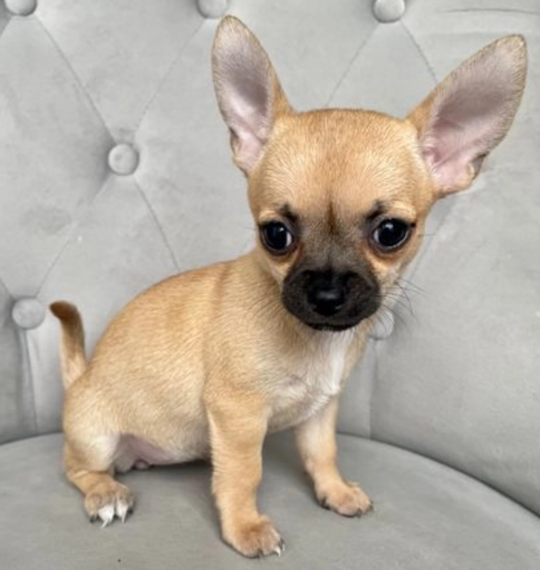 4 beautiful chihuahuas Image eClassifieds4u