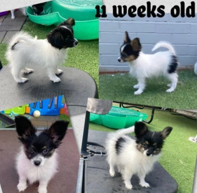 Beautiful papillon puppies for sale Image eClassifieds4u