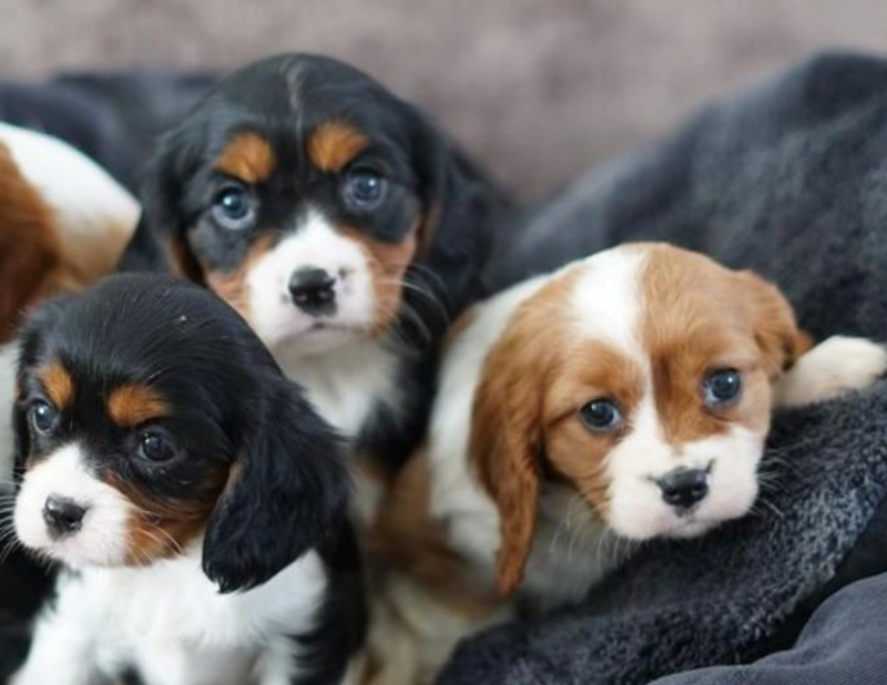 Cavalier King Charles Spaniel for sale Image eClassifieds4u