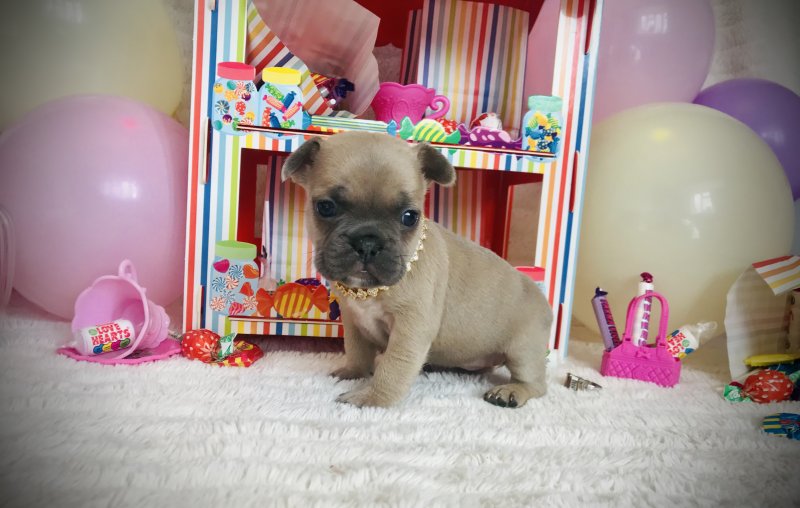 French bulldog puppies ready for loving homes. Image eClassifieds4u