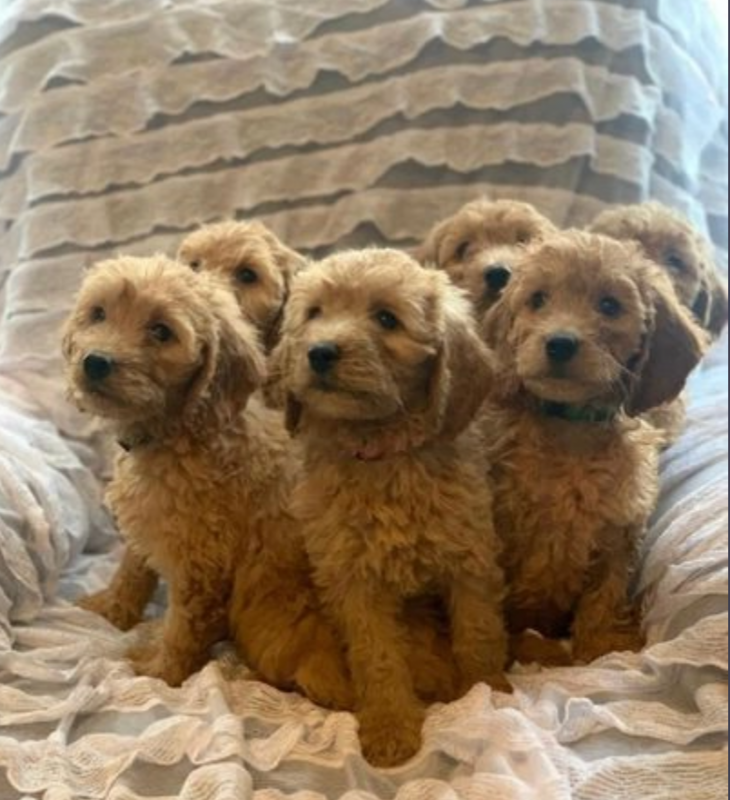 Goldendoodles puppies for sale male and females available Image eClassifieds4u