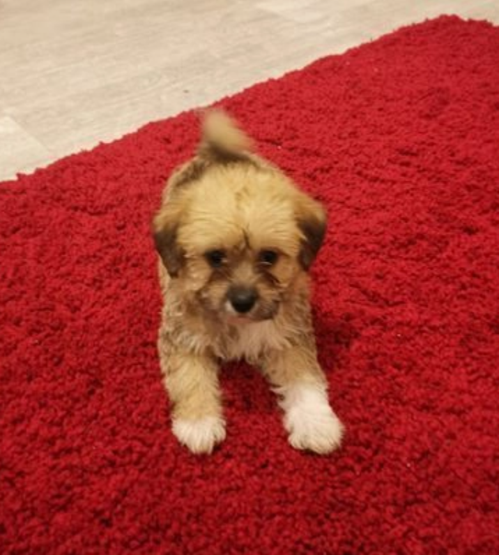KC pedigree Havanese pups ▶️Ready now Image eClassifieds4u