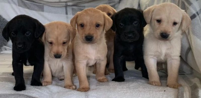 kc Reg Labrador puppies available Image eClassifieds4u