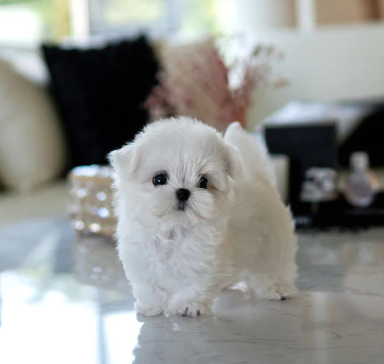 KC Registered Maltese Puppies Image eClassifieds4u