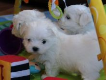 Beautiful Maltese puppies ready to go. Image eClassifieds4u 1