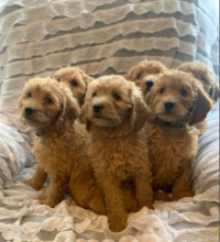 Goldendoodles puppies for sale male and females available Image eClassifieds4u 3