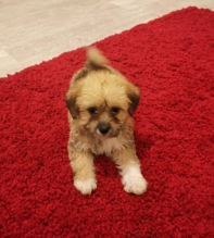 KC pedigree Havanese pups ▶️Ready now Image eClassifieds4u 2