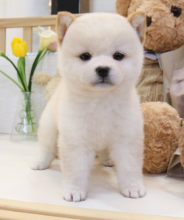 Perfect Shiba Inu puppies for sale for pet home only. Image eClassifieds4u 1