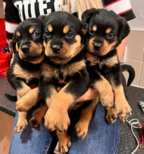 Rottweiler Pups for sale Image eClassifieds4u 2
