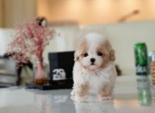 Stunning litter of Toy Poodle puppies Image eClassifieds4u 1