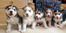 Stunning Siberian Husky puppies Image eClassifieds4u 2