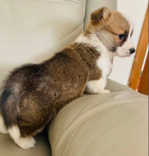 Welsh Corgi Pembroke puppies Image eClassifieds4u 4