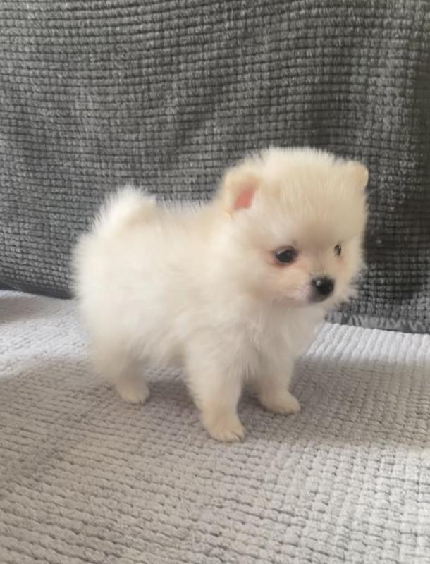 Pomeranian Puppies Looking for Forever Homes Image eClassifieds4u