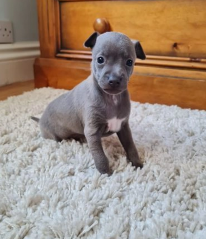 Pure bred Italian Greyhound puppies Image eClassifieds4u