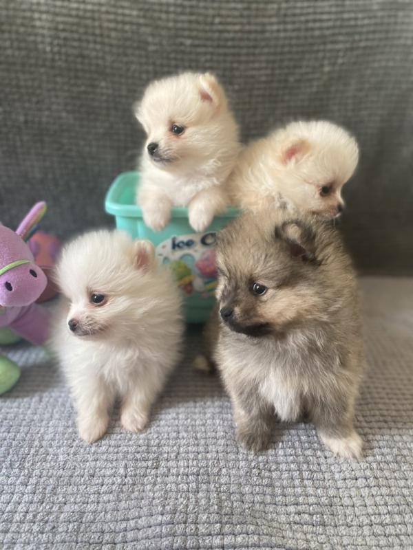 READY NOW Pomeranian Puppies !!!! Image eClassifieds4u