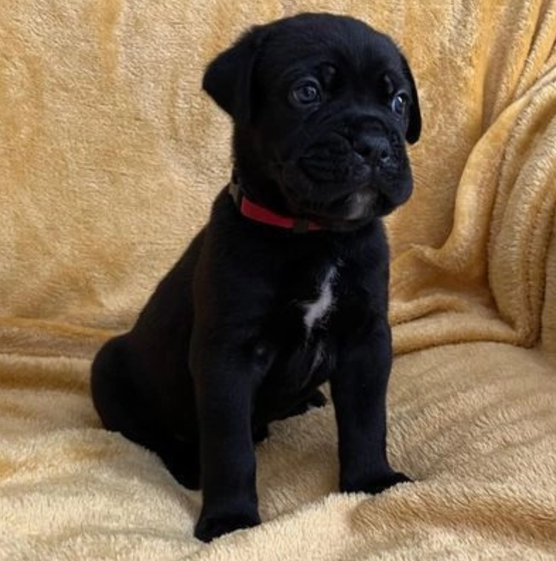 Stunning cane corso puppies Image eClassifieds4u