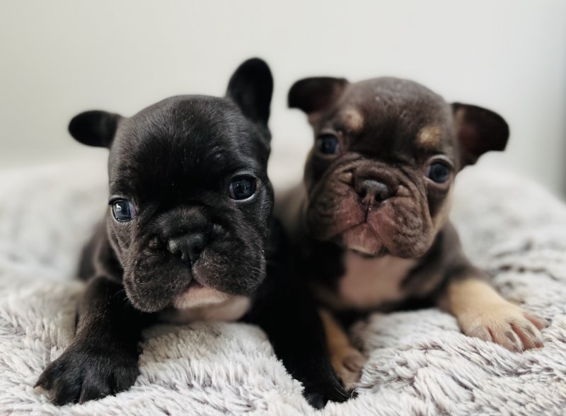 Stunning French Bulldog puppies in ready for loving homes. Image eClassifieds4u