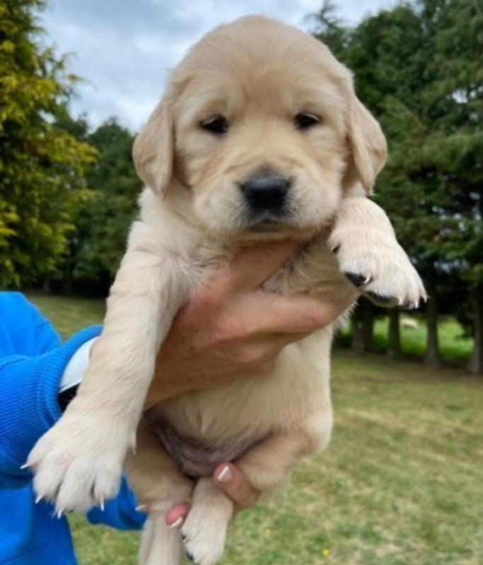 STUNNING KC GOLDEN RETRIEVER PUPPIES Image eClassifieds4u