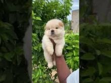 Chow Chow puppies for adoption(ceva41016@gmail.com)