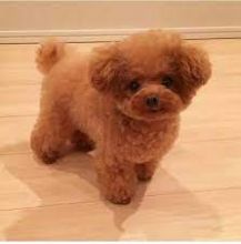 Toy Poodles puppies for adoption (stellajames1243@gmail.com) Image eClassifieds4U