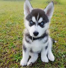 Siberian Husky puppies for adoption (elizabethjames11321@gmail.com) Image eClassifieds4u