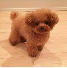 Toy Poodles puppies for adoption (stellajames1243@gmail.com) Image eClassifieds4u