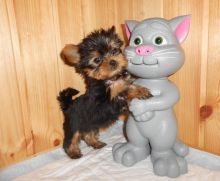 Beautiful Yorkie puppiesie