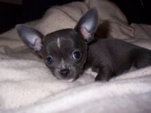 Chihuahua puppies for adoption. #chihuahuapuppiesforsale. #Chihuahuapuppiesnearme