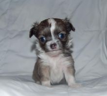 Chihuahua puppies for adoption. #chihuahuapuppiesforsale. #Chihuahuapuppiesnearme