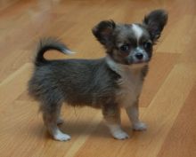 Chihuahua puppies for adoption. #chihuahuapuppiesforsale. #Chihuahuapuppiesnearme