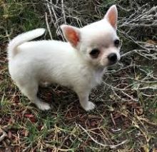 Chihuahua puppies (sines6051@gmail.com)