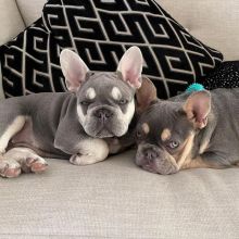 french bulldog puppies (gordonharvy@gmail.com).