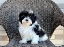 HavanesePuppies For adoption(uuntil502@gmail.com)