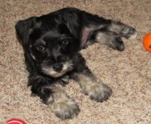 Miniature schnauzer puppies for adoption.#Miniatureschnauzerpuppies#Miniatureschnauzerpuppiesforsale