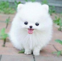 Pomeranian Puppies available for adoption